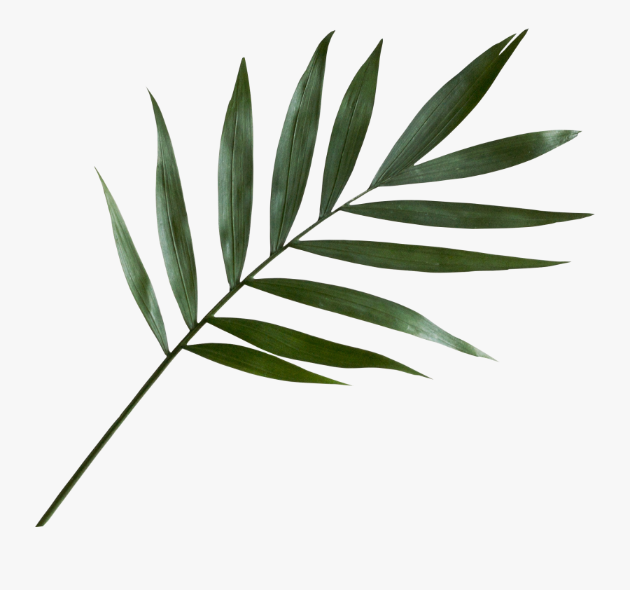 Palm Leaves Clip Art, Transparent Clipart