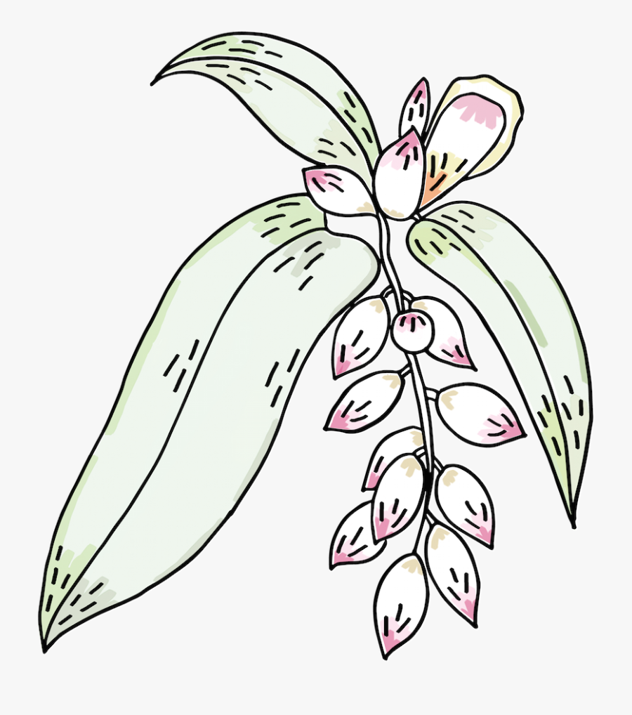 Logo Fv Clr Copy - Illustration, Transparent Clipart