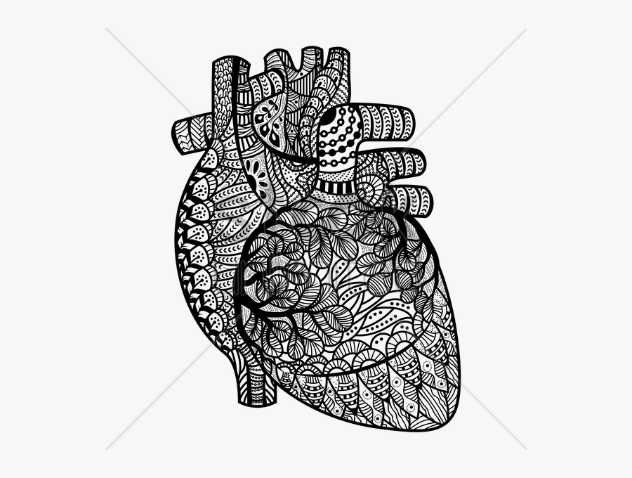 Anatomical Heart Pictures And Cliparts, Download Free - Human Heart Coloring Pages For Adults, Transparent Clipart