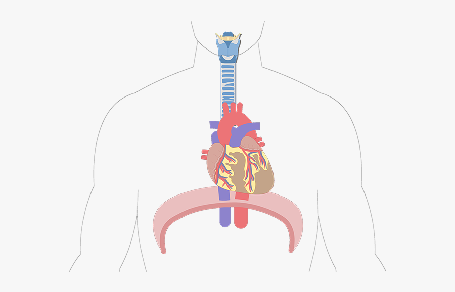 My Heart Diaphragm, Transparent Clipart