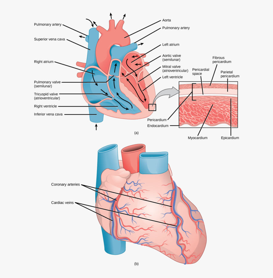 Image - Capillary In The Heart, Transparent Clipart