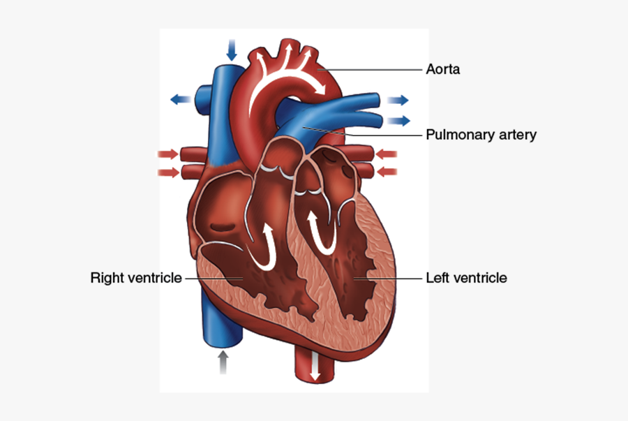 1 Blood Flows Through The Chambers Of The Heart - Illustration, Transparent Clipart
