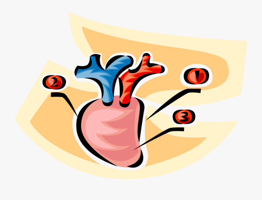 Vector Illustration Of Human Heart With Pulmonary Veins, Transparent Clipart