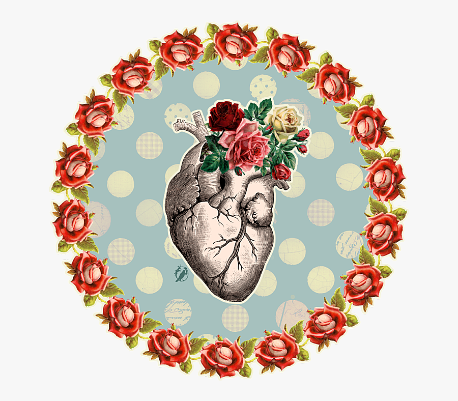 Anatomy, Transparent Clipart