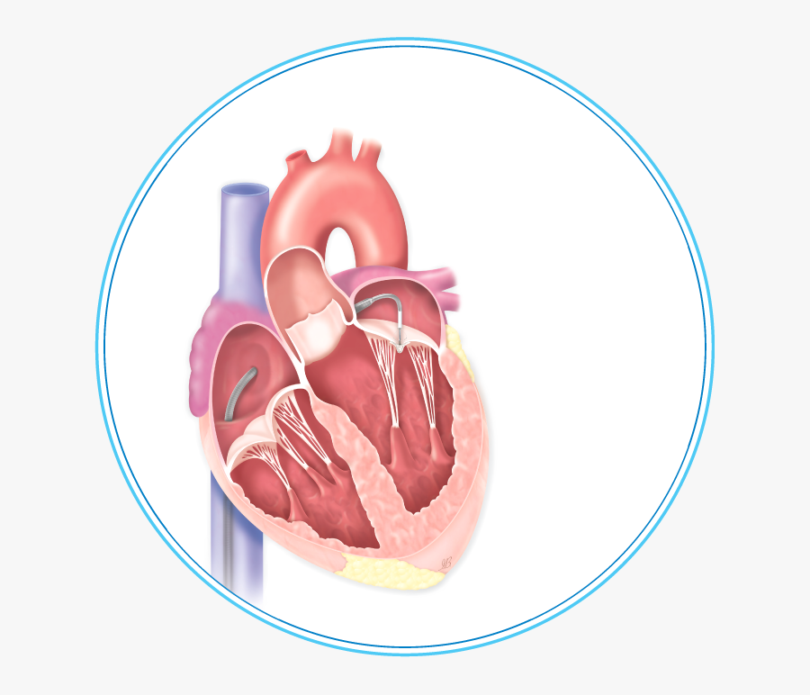 Buchino Nel Cuore, Transparent Clipart