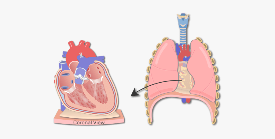 Section Of The Heart Wall Animation Slide - Areolar Tissue At Heart, Transparent Clipart