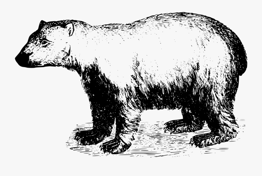 Wildlife,animal Figure,vertebrate - Sketsa Gambar Beruang, Transparent Clipart
