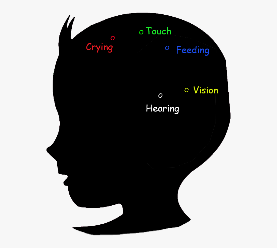 Baby Brain Development Stage 0-2 Months - 12 18 Month Brain, Transparent Clipart