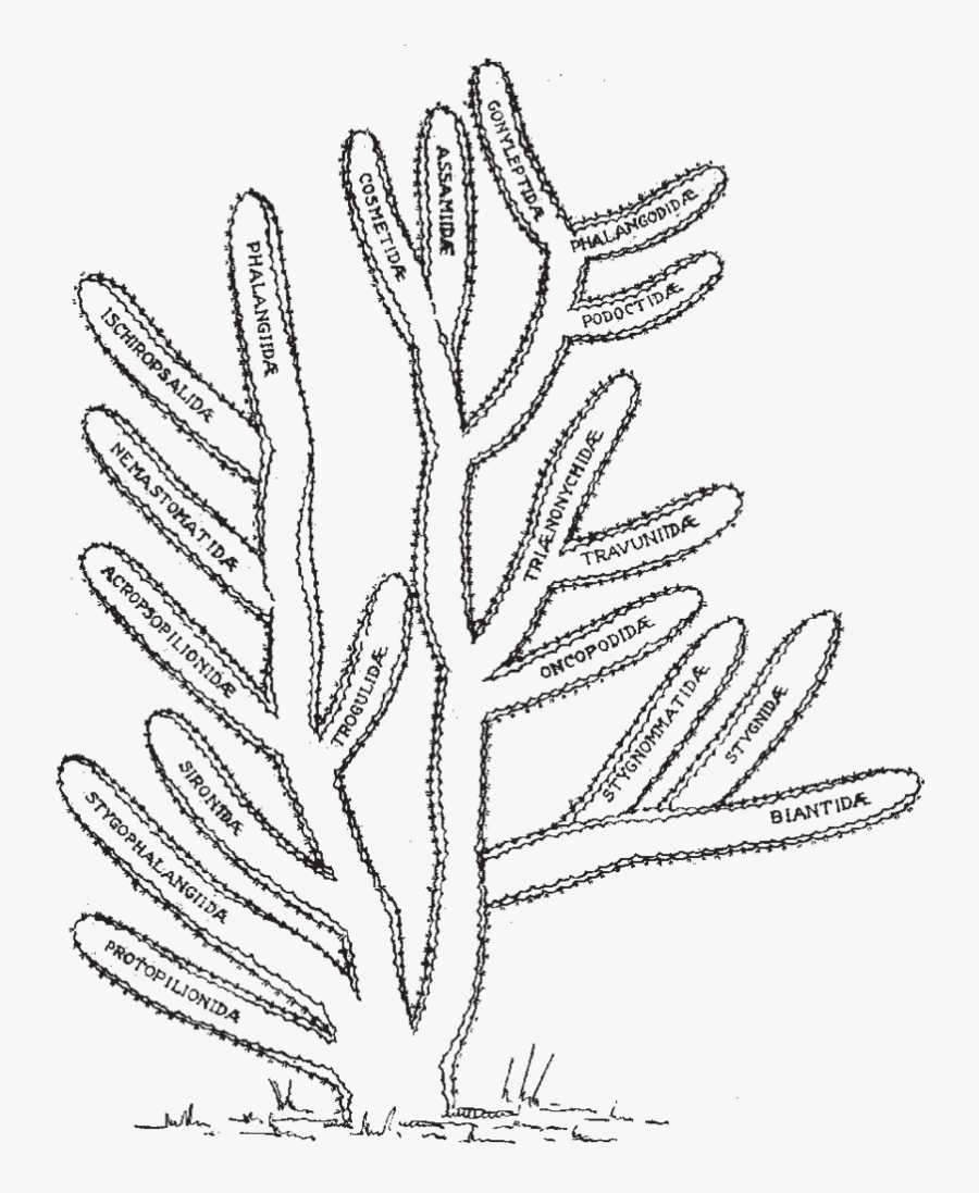 Transparent Cactus Clipart Black And White - Drawing, Transparent Clipart