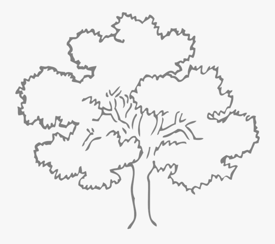 Clip Art Oak Tree Outline - Outline Pictures Of Tree, Transparent Clipart