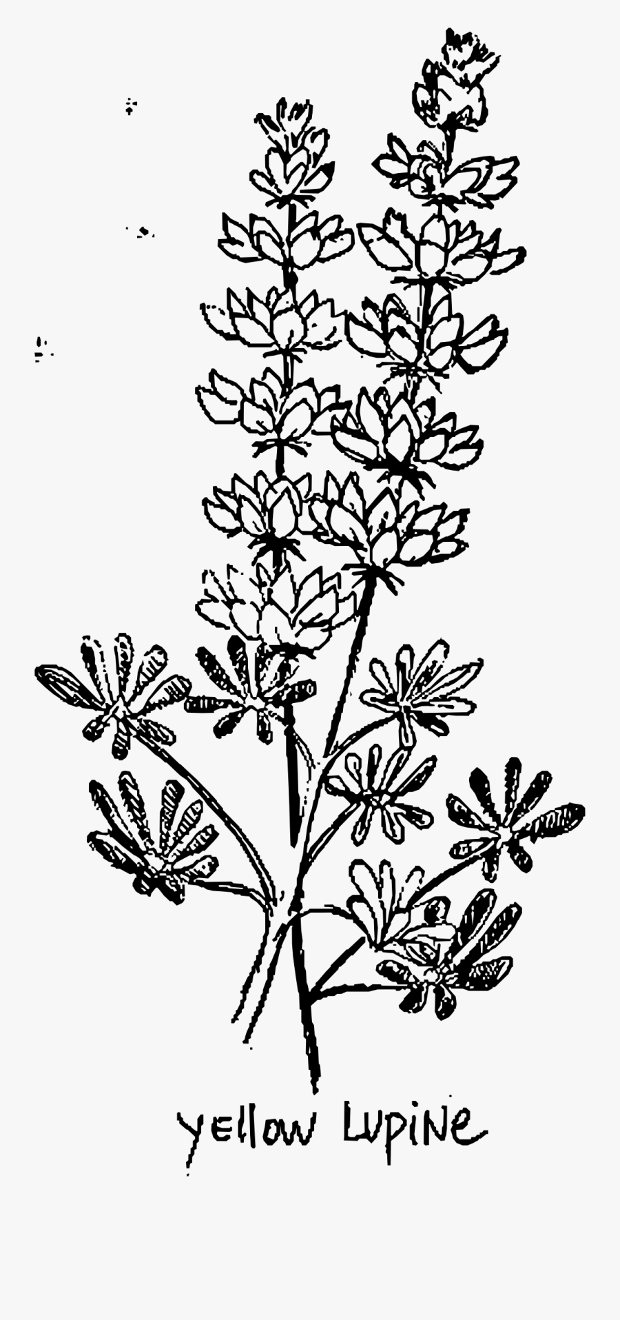 Yellow Lupine Cactus Clip Arts - Black And White Lupin Flower, Transparent Clipart