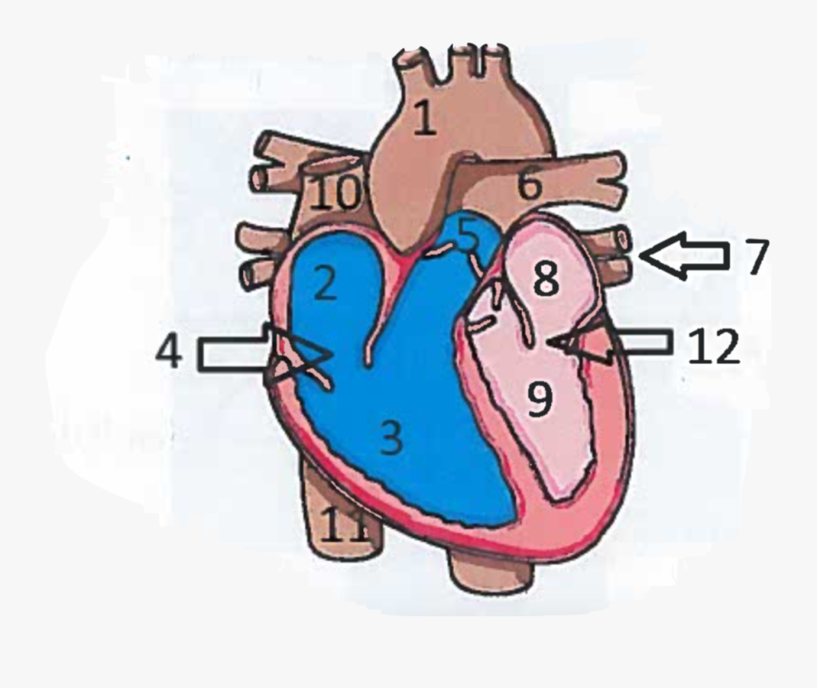 Heart Diagram To Label, Transparent Clipart