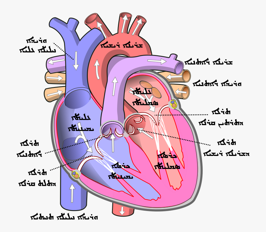 Human Heart, Transparent Clipart
