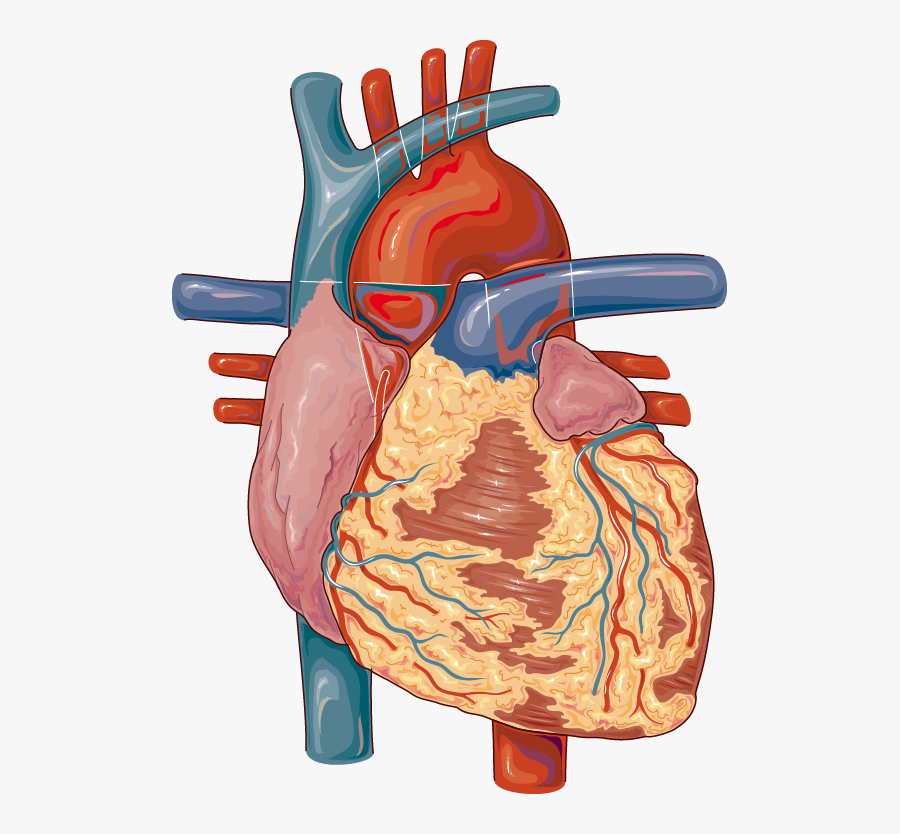 Lymph Nodes In The Heart, Transparent Clipart