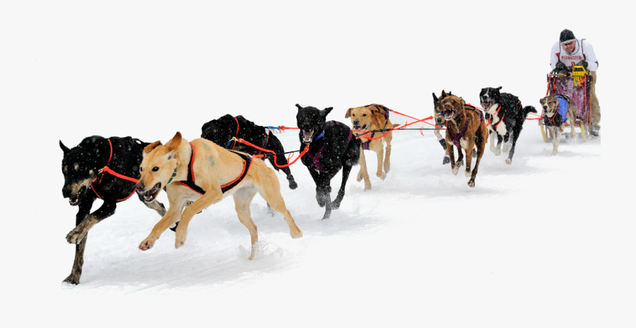 Eurohound Sprint Racing Sled Dogs - Dog Sled Transparent Background, Transparent Clipart