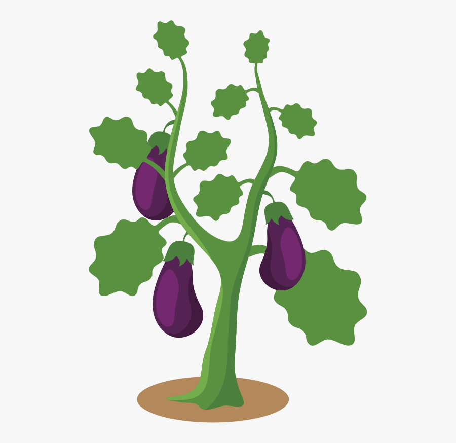 Botany,plant,flower - Eggplant Tree Clipart, Transparent Clipart