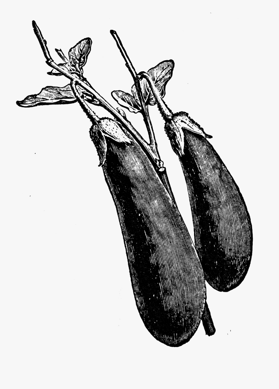 Vegetable Vintage Illustration Png, Transparent Clipart