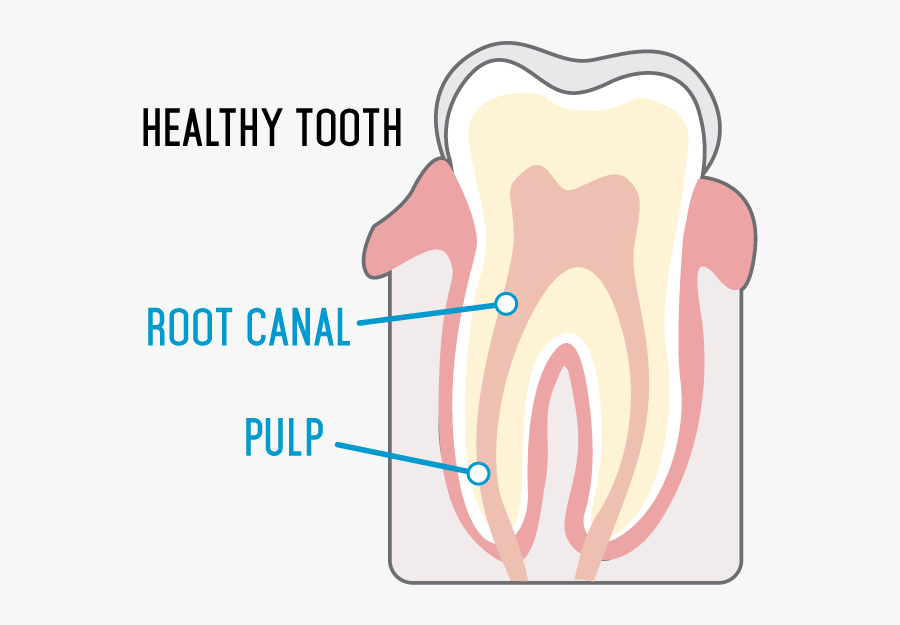 Healthy Tooth, Transparent Clipart