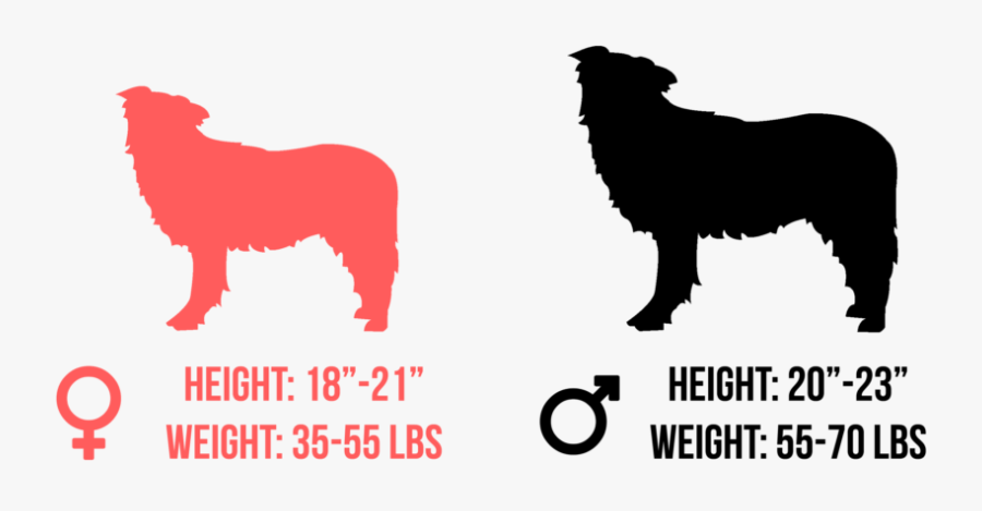 Border Collie Clip Art , Png Download - Dog, Transparent Clipart