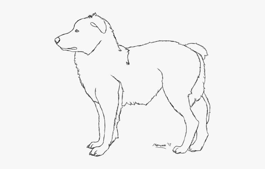 Australian Shepherd Drawing - Line Art, Transparent Clipart