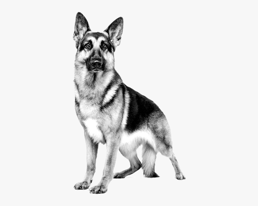 Dogs German Sheperd Black And White Cartoon, Transparent Clipart
