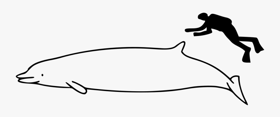 Whale Size, Transparent Clipart