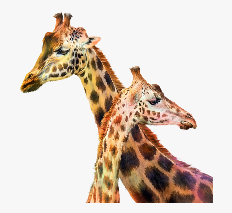 Clip Art Norte Girafa Beb Girafas - Giraffe Painting, Transparent Clipart