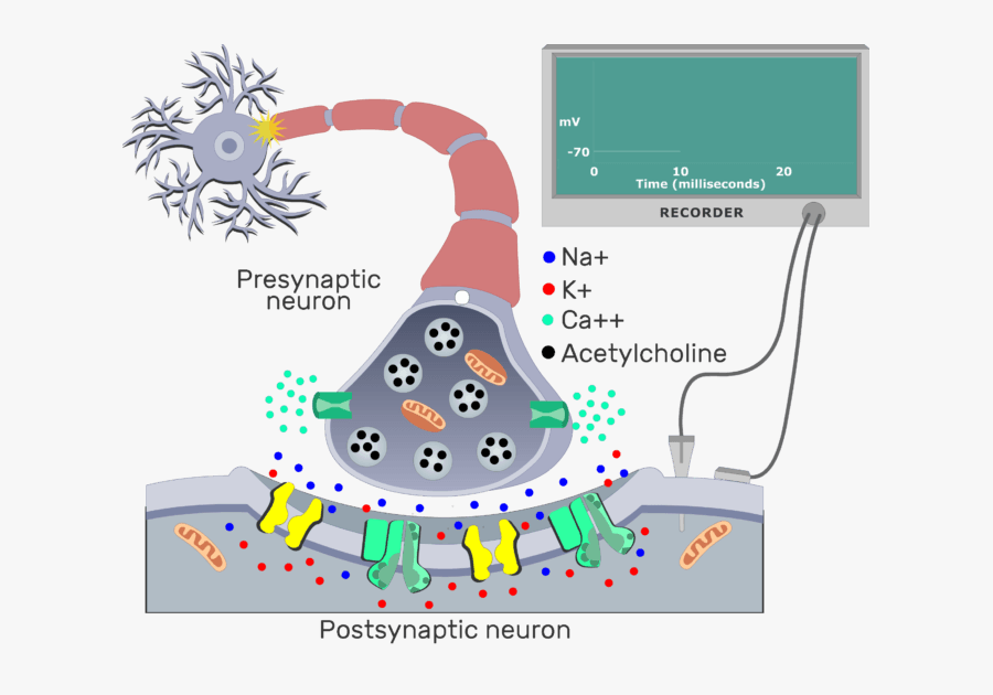 An Image Showing The Action Potential Impulse Moving - Action Potential Synaptic Events, Transparent Clipart