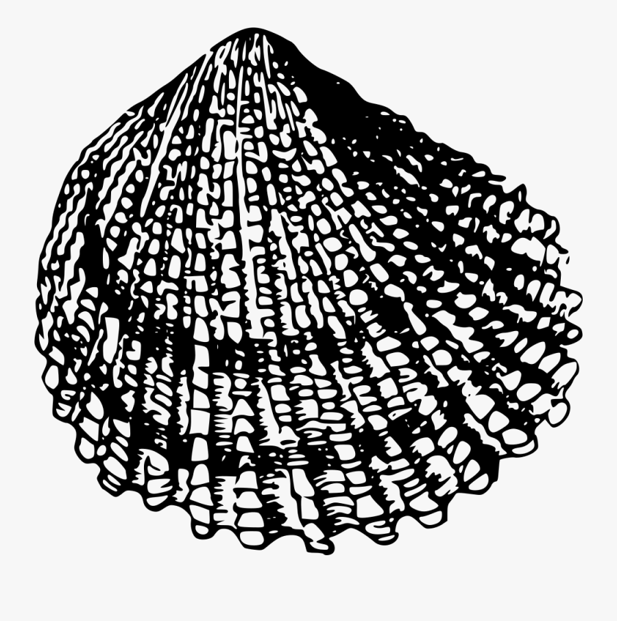 Sea Shell - Sea Shell Drawing Black And White Png, Transparent Clipart