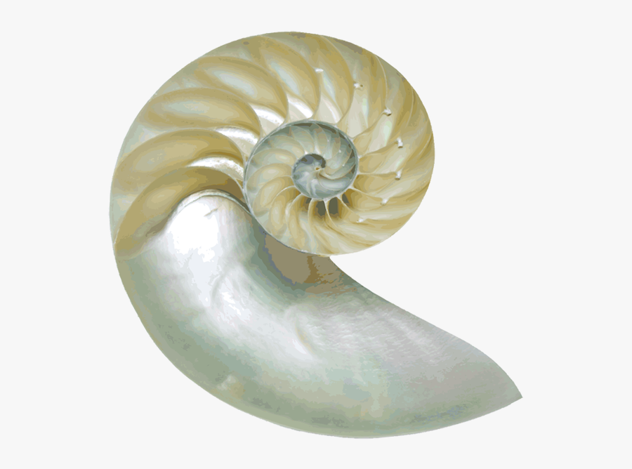 Nautilus Shell No Background, Transparent Clipart