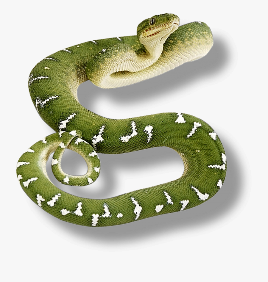 Clip Art Green Viper Snake - Snake Picture No Background, Transparent Clipart