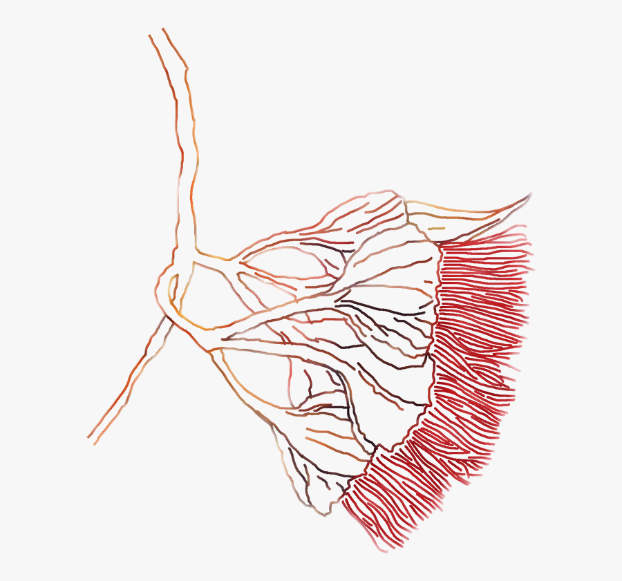 Blossoms - Drawing, Transparent Clipart