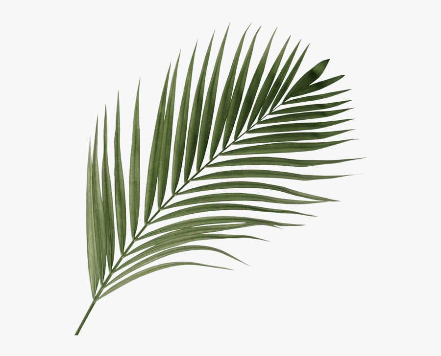 Sabal Minor, Transparent Clipart