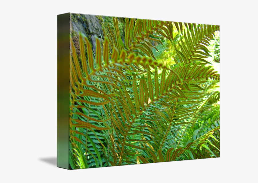Clip Art Forest Fern - Fern, Transparent Clipart