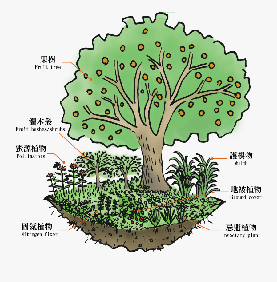 Wutong Foundation, Transparent Clipart