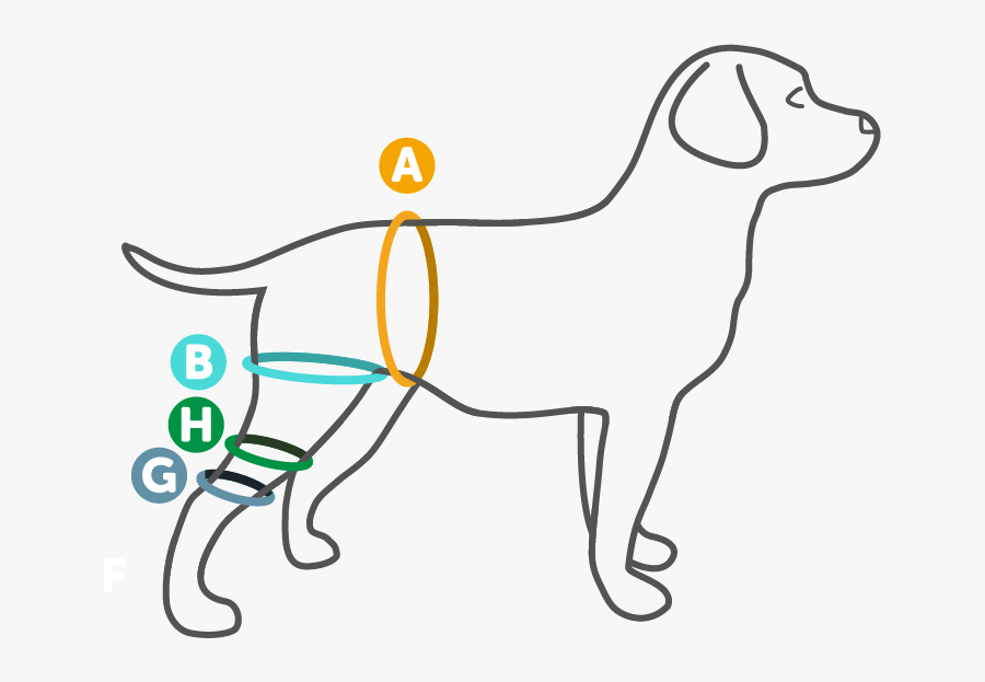 Dogs Knee, Transparent Clipart