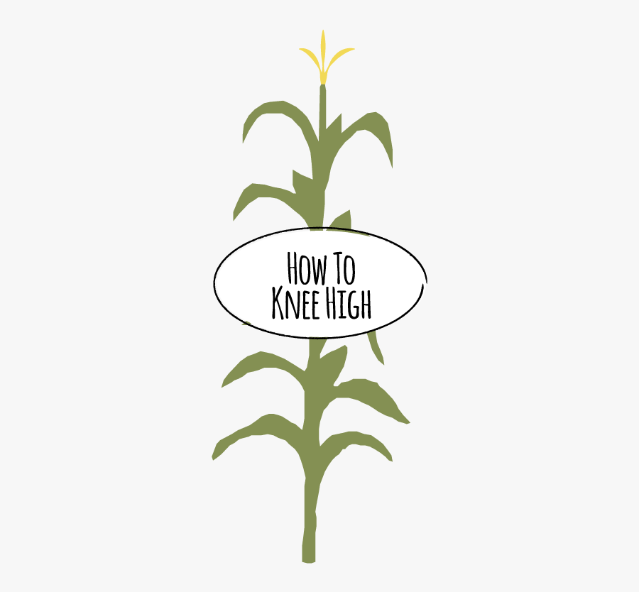 Transparent Background Corn Stalk Clip Art, Transparent Clipart