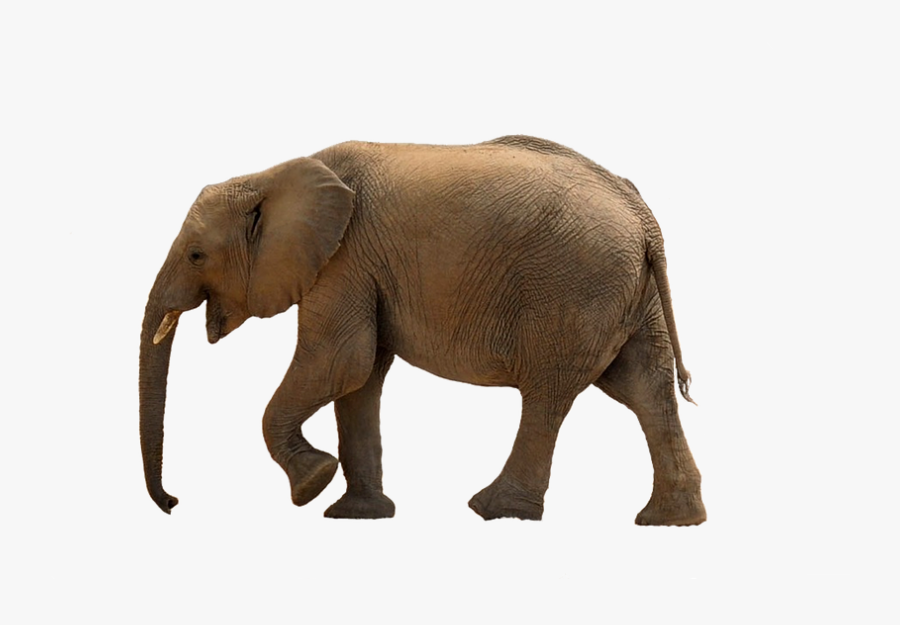 Images Free Image Group - Transparent Baby Elephant Png, Transparent Clipart