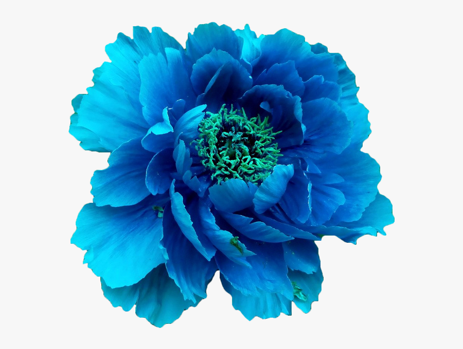 Clip Art Collection Of Free Flowers - Transparent Background Blue Flower Transparent, Transparent Clipart
