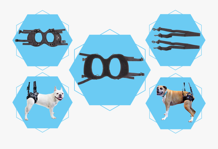 Walkin - Boxer, Transparent Clipart