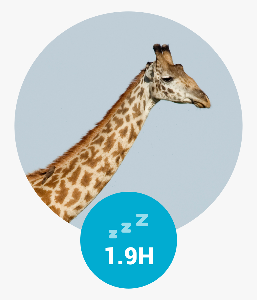 Hours Of Sleep For A Giraf - Giraffidae, Transparent Clipart