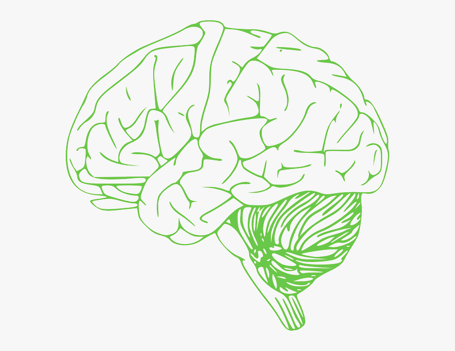 Brain Stock Photo Free, Transparent Clipart