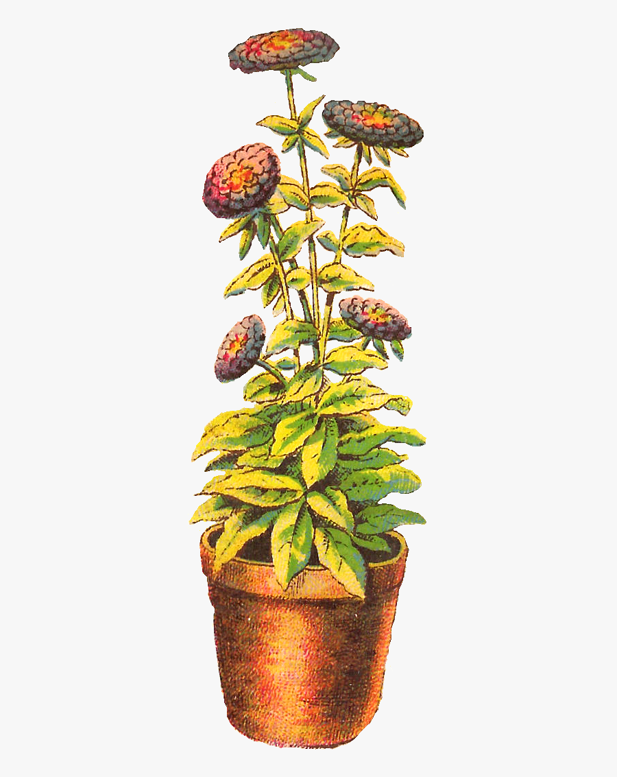 Flower Chrysanthemum Download Clip Art - Houseplant, Transparent Clipart