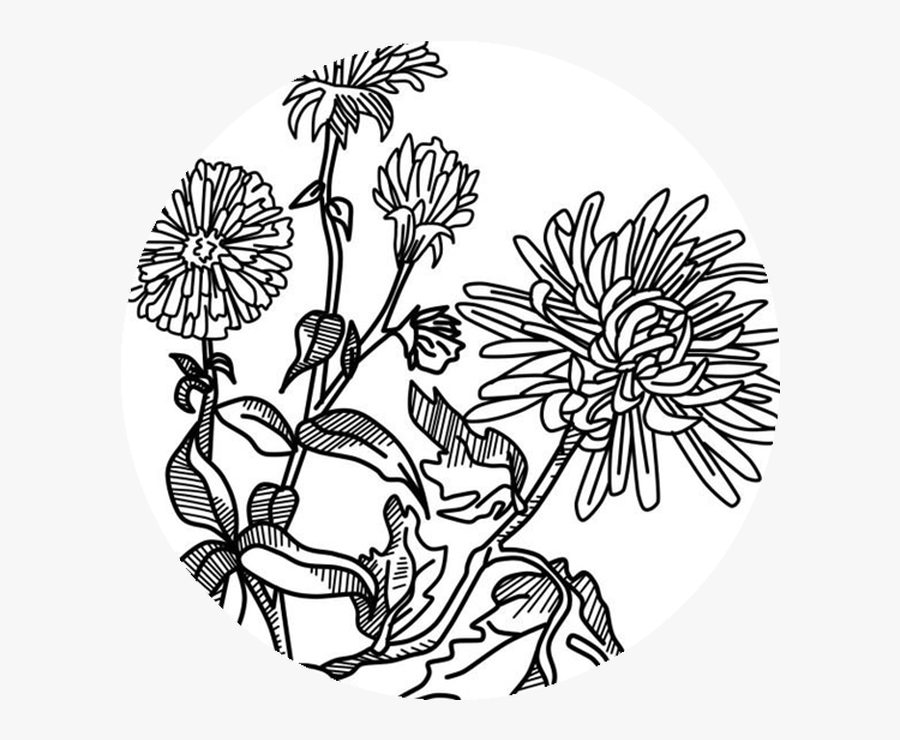 Chrysanths, Transparent Clipart