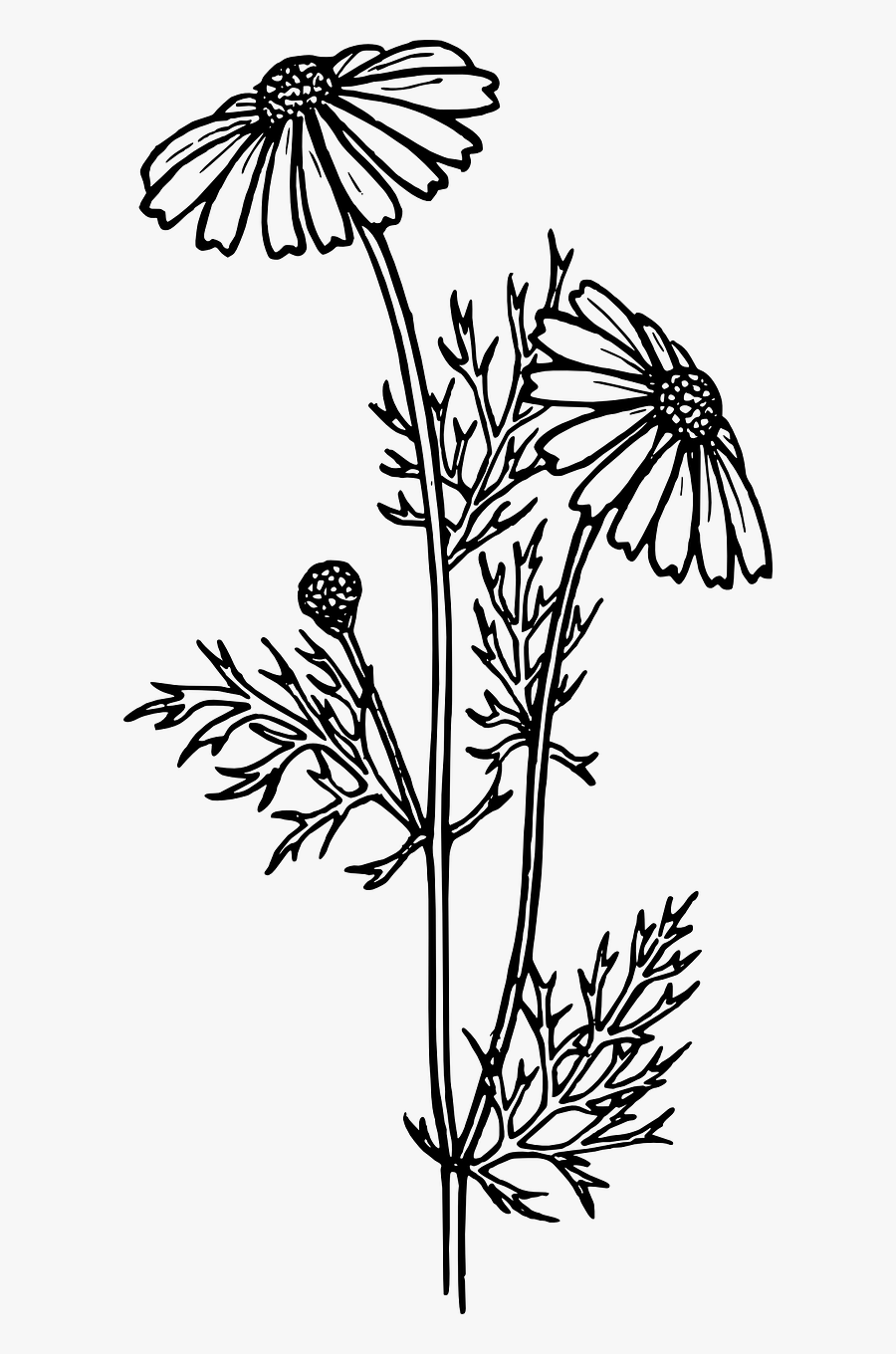 Daisy Aster Chrysanthemum Free Picture - Flower Colouring Pages Realistic, Transparent Clipart