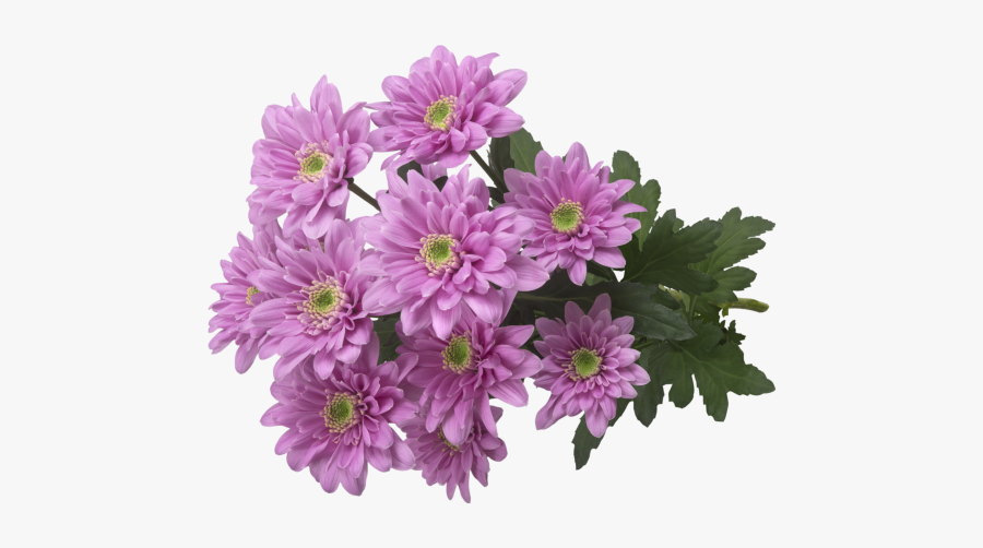 African Daisy, Transparent Clipart