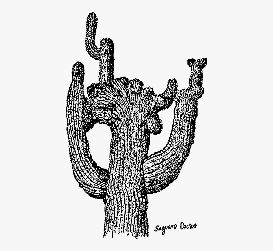 Tree,head,art - Clip Art Transparent Black And White Cactus Tall, Transparent Clipart