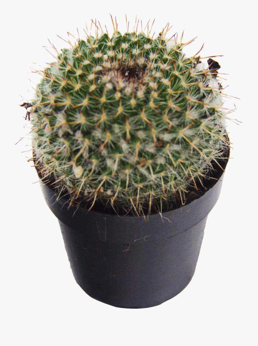 Clip Art Pic Of Cactus Plant - Cactus, Transparent Clipart