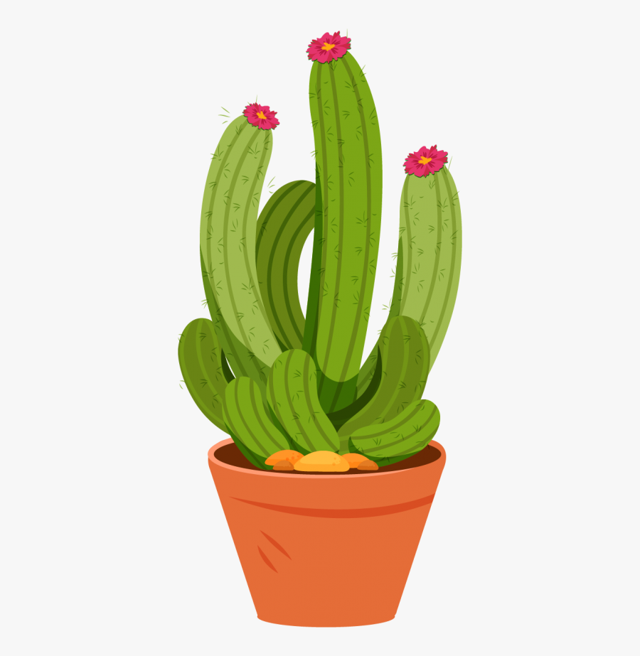San Pedro Cactus, Transparent Clipart