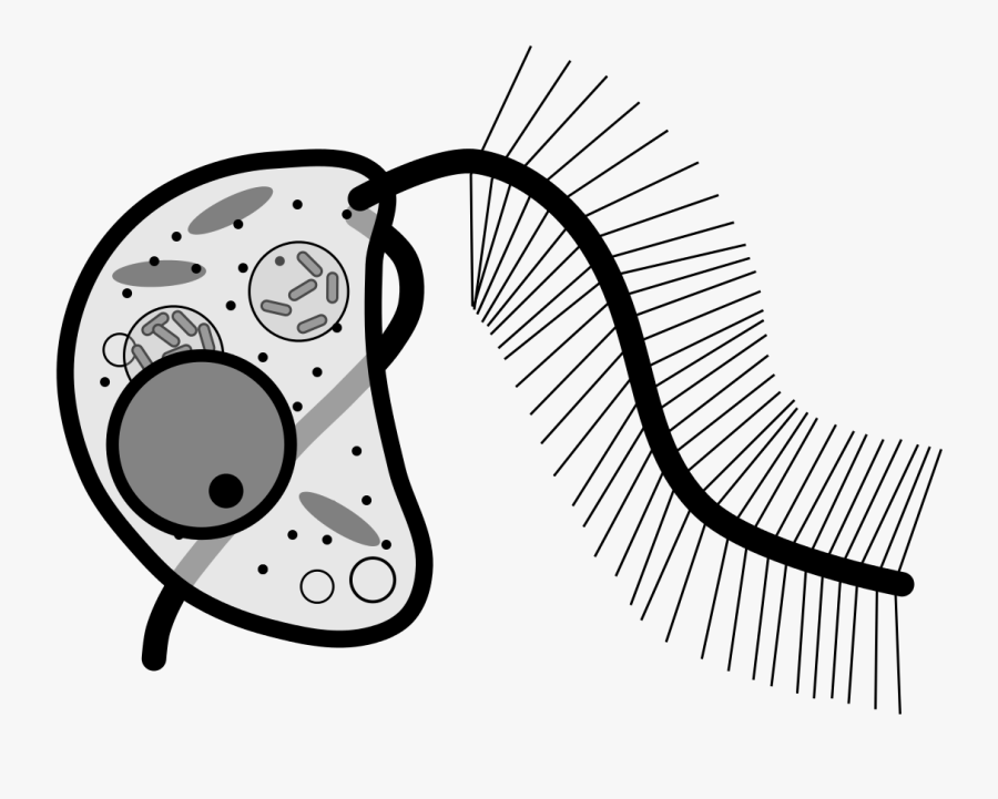 Hyphochytriomycota, Transparent Clipart